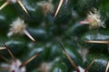 Beautiful macro view of cactus Cactaceae spines, glochids and areole of room pant on windowsill, Dublin