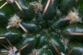 Beautiful macro view of cactus Cactaceae spines, glochids and areole of room pant on windowsill, Dublin