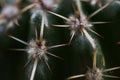 Beautiful macro view of cactus Cactaceae spines, glochids and areole of room pant on windowsill, Dublin