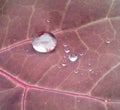 Water drops on a purple leaf close-up Royalty Free Stock Photo