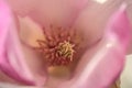 Beautiful macro view of pink Chinese saucer magnolia Magnolia Soulangeana tree blossoms tepals and carpels blooming