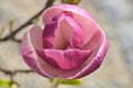 Beautiful macro view of pink Chinese saucer magnolia Magnolia Soulangeana tree blossoms tepals and carpels blooming