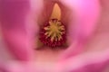 Beautiful macro view of pink Chinese saucer magnolia Magnolia Soulangeana tree blossoms tepals and carpels blooming