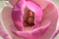 Beautiful macro view of pink Chinese saucer magnolia Magnolia Soulangeana tree blossoms tepals and carpels blooming