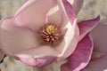 Beautiful macro view of pink Chinese saucer magnolia Magnolia Soulangeana tree blossoms tepals and carpels blooming