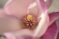 Beautiful macro view of pink Chinese saucer magnolia Magnolia Soulangeana tree blossoms tepals and carpels blooming