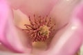 Beautiful macro view of pink Chinese saucer magnolia Magnolia Soulangeana tree blossoms tepals and carpels blooming