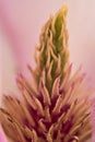 Beautiful macro view of pink Chinese saucer magnolia Magnolia Soulangeana tree blossoms tepals and carpels blooming