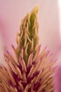 Beautiful macro view of pink Chinese saucer magnolia Magnolia Soulangeana tree blossoms tepals and carpels blooming