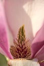 Beautiful macro view of pink Chinese saucer magnolia Magnolia Soulangeana tree blossoms tepals and carpels blooming