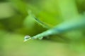 Beautiful macro view of single water drop of morning dew on green hydrophobic spring lawn grass with on blurry background