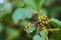 Macro view of spring green and yellow berries of ivy hedera helix English ivy plant clinging and climbing on the fence