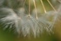 Beautiful macro view of spring soft and fluffy dandelion flower clock seeds Taraxacum officinale flowers, Dublin, Ireland Royalty Free Stock Photo