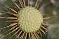 Beautiful macro view of spring soft and fluffy dandelion Taraxacum officinale flower clock seeds and puff ball flowers, Dublin Royalty Free Stock Photo