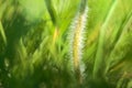 Beautiful macro view of tiny hairy stem of small single low growing chamomile Mayweed flower on light green blurry grass