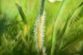 Beautiful macro view of tiny hairy stem of small single low growing chamomile Mayweed flower on light green blurry grass