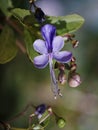 Beautiful Macro violet flowers of rosemary plant Royalty Free Stock Photo