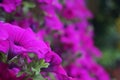 Flowers - Violet petunias