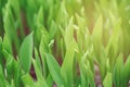 Beautiful macro of white small little spring flower buds in light green grass.