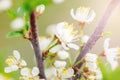 Beautiful macro of white small wild apple flowers and buds on tree branches with green leaves. Royalty Free Stock Photo