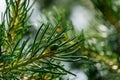 Beautiful macro of young green cone in green and silvery pine Pinus parviflora Glauca needles. Original texture of natural greener