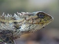 Beautiful macrophoto of Oriental garden lizard Royalty Free Stock Photo