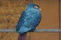 Beautiful Madagascar blue pigeon