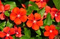Madagascar Periwinkle `Tattoo Tangerine` flowers Royalty Free Stock Photo