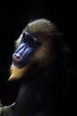 A beautiful madrill monkey with a blue face and golden hair sits half a turn in the dark Royalty Free Stock Photo