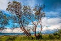 Beautiful Madrone Tree with Blue Sky Background