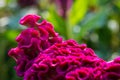 Beautiful magenta Cockscomb Celosia cristata flowers closeup. Vivid colors and blue, green soft blurry background. Royalty Free Stock Photo