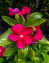 Beautiful Magenta Flower. Royalty Free Stock Photo