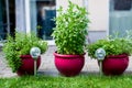 Three pots of fresh herbs Royalty Free Stock Photo