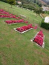 Beautiful magenta flowers at its best