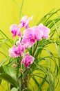Beautiful magenta orchid Royalty Free Stock Photo