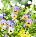 Pansy flowers are blommong in the garden Royalty Free Stock Photo