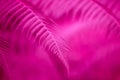 Beautiful magenta pink fern leaves