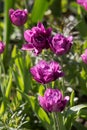 Beautiful magenta polypetal tulips in a botanical garden