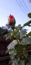 Beautiful magenta rose bud