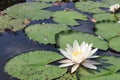 Beautiful magenta water lily