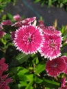 Beautiful magenta with white tips garden Sweet William carnations flowers. Hermosos claveles de jardÃÂ­n magenta con puntas blancas