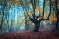 Beautiful magic forest in fog in autumn. Mysterious wood. Fairytale Royalty Free Stock Photo