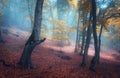 Beautiful magic forest in fog in autumn. Mysterious wood. Fairytale Royalty Free Stock Photo