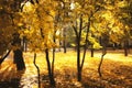 Beautiful magic landscape with autumn trees and falling yellow leaves Royalty Free Stock Photo