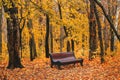 Beautiful magic landscape with autumn trees and falling yellow leaves in the park with benches Royalty Free Stock Photo