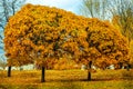 Beautiful magic landscape with two autumn trees and falling yellow leaves in park Royalty Free Stock Photo