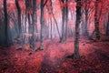 Beautiful magic red forest in fog in autumn. Fairytale landscape