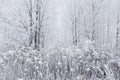 Beautiful magic white frozen winter in the forest. Lithuania, Eu