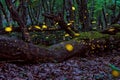 Beautiful Magical Fireflies in the summer at the enchanted fairy forest