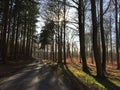 Beautiful blue forest, sunlight and trees in France